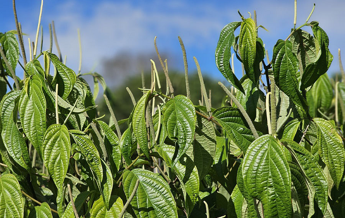 A espécie de planta Piper hispidum (foto acima) mostrou-se eficiente na redução a infestação por vermes monogenéticos nas brânquias dos peixes – Foto-Maria José Tupinamba-editado
