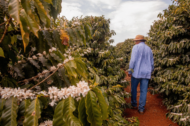 Em Mandaguari, o café é tradição e resistência. Foto-Divulgação-editado