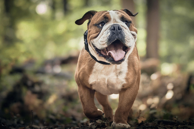 Vetnil – Pet 3-editado