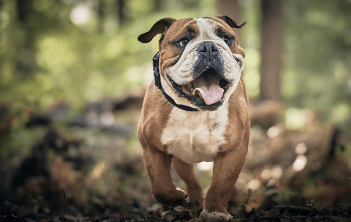 Vetnil – Pet 3-editado