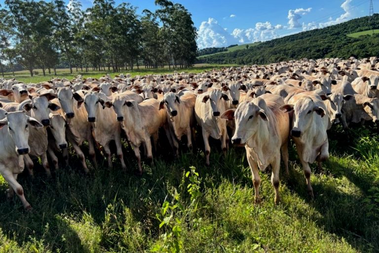 0 – FOTO ABRE -ILPF_Rogerio_Recco___ – Copia