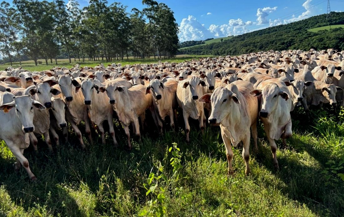 0 – FOTO ABRE -ILPF_Rogerio_Recco___ – Copia