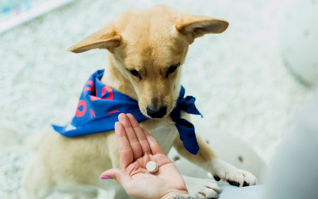 0 FOTO ABRE-Medicamentos-manipulados pet-Melvin-Quaresma DROGAVET – Copia