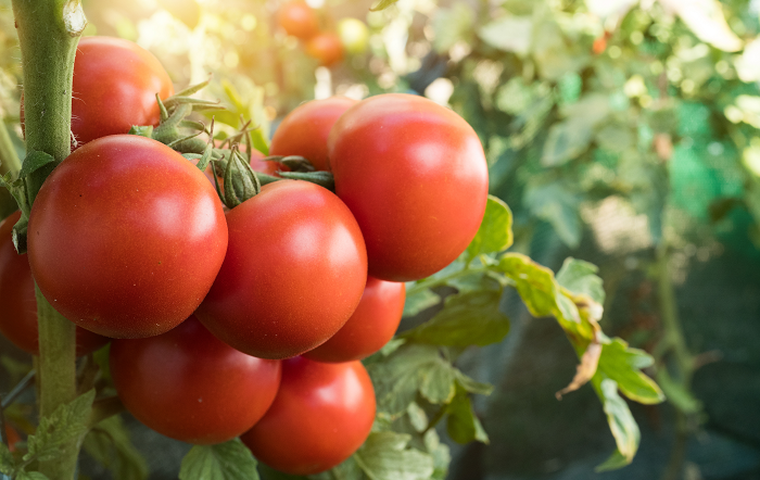 002-IHARA-FEV-TOMATE-editado