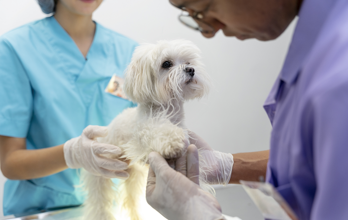 Imagem-Freepik-editado