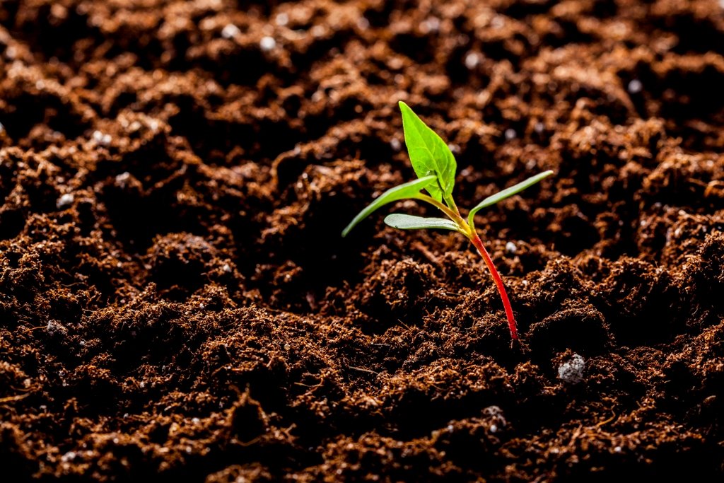 Growing Young Green Corn Seedling Sprouts in Cultivated Agricultural Farm Field