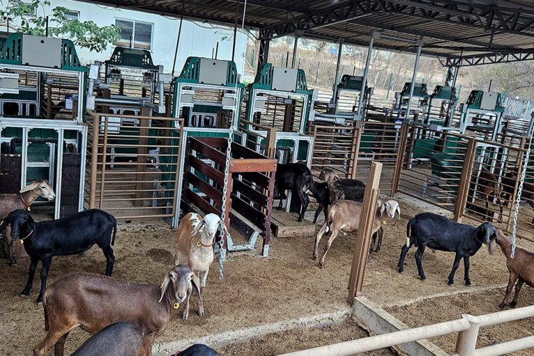 0 – FOTO AEficienciaAlimentarCaprinos_Oli – Copia