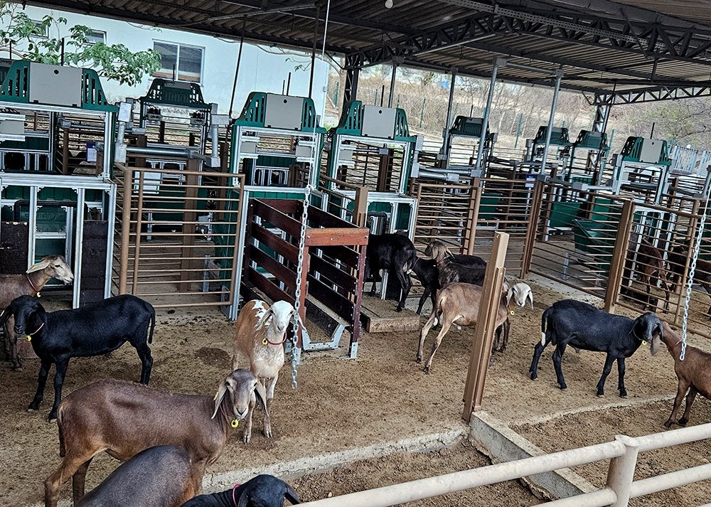 0 – FOTO AEficienciaAlimentarCaprinos_Oli – Copia