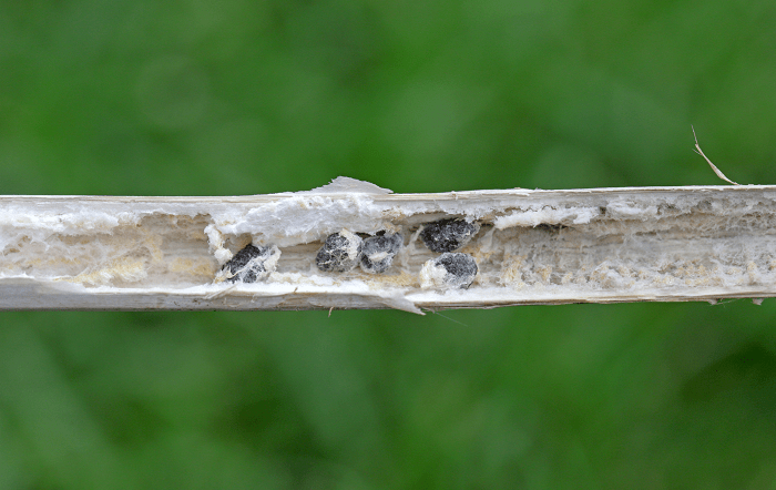 Divulgação Ourofino1-editado