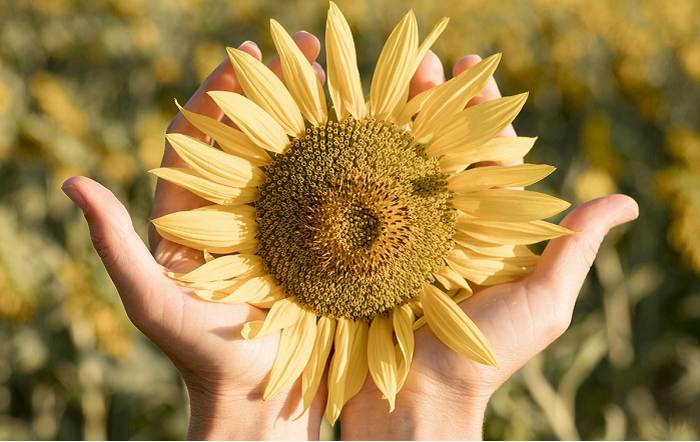 close-up-com-as-maos-segurando-um-girassol-freepik-divulgação
