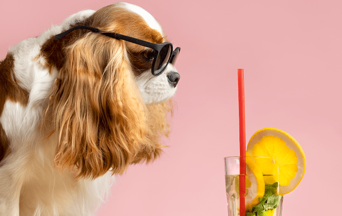 lindo-retrato-de-animal-de-estimacao-de-cachorro-com-suco-freepik-editado