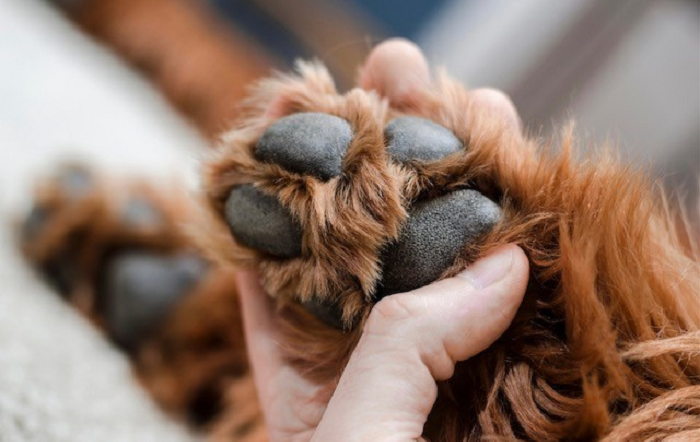 Curiosidades-sobre-patas-de-cachorro-divulgação-editado