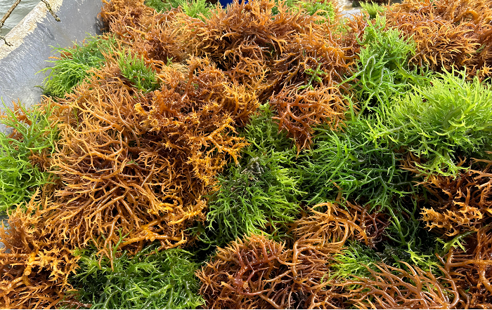 algas1-divulgação-editado