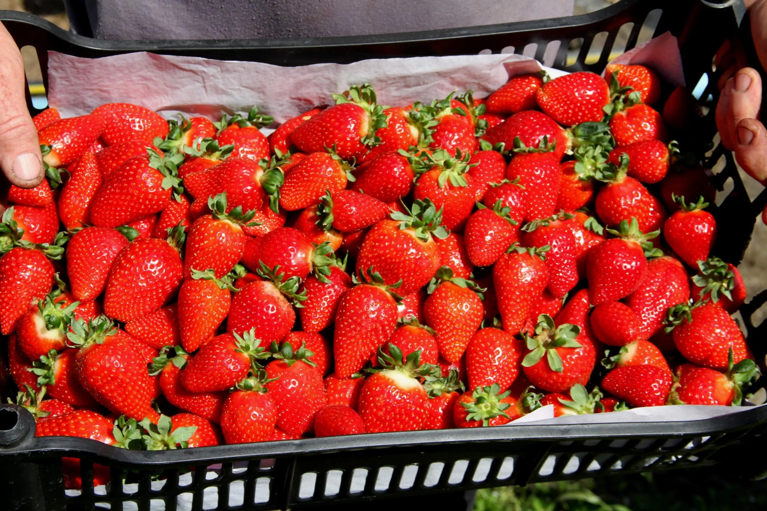 0 FOTO ABRE -Cultivar Fênix – Francisco Lima Embrapa – Copia