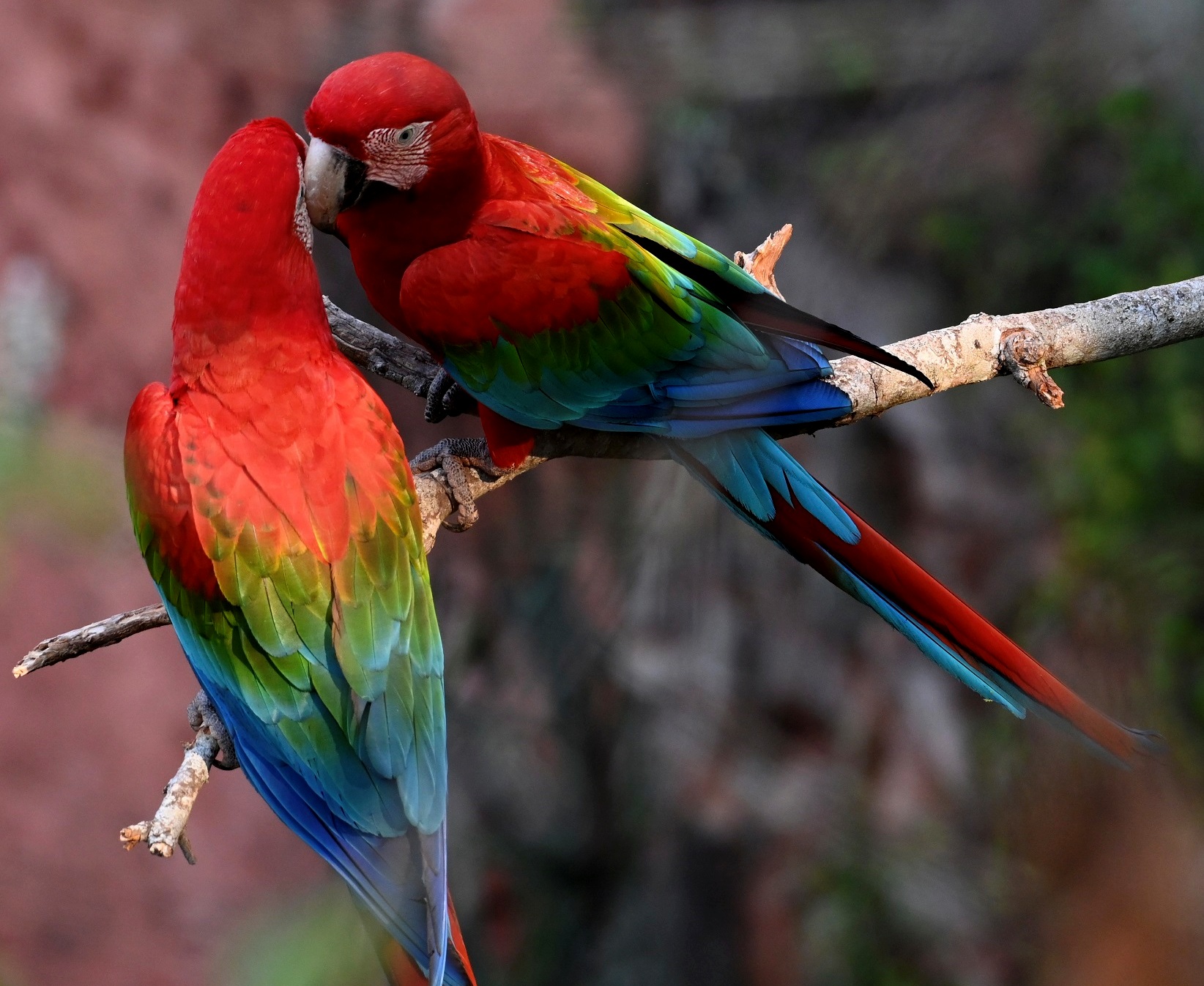 0 – FOTO ABRE -PROJETO-AGUA-VIDA-arara2 – Copia