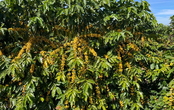 3 – Amarel+úo (Foto 32)-editado