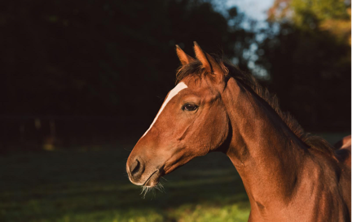Divulgação Zoetis-editado