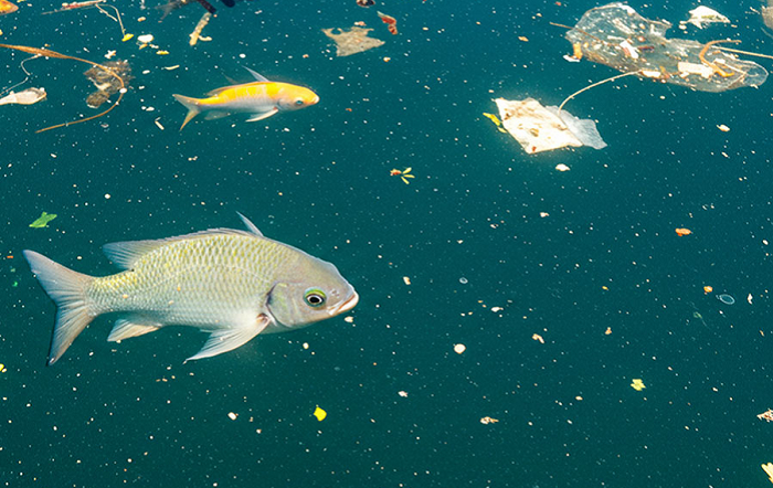 Os ecossistemas aquáticos enfrentam pressões crescentes devido à poluição e à degradação ambiental. – Foto-Freepik-editado