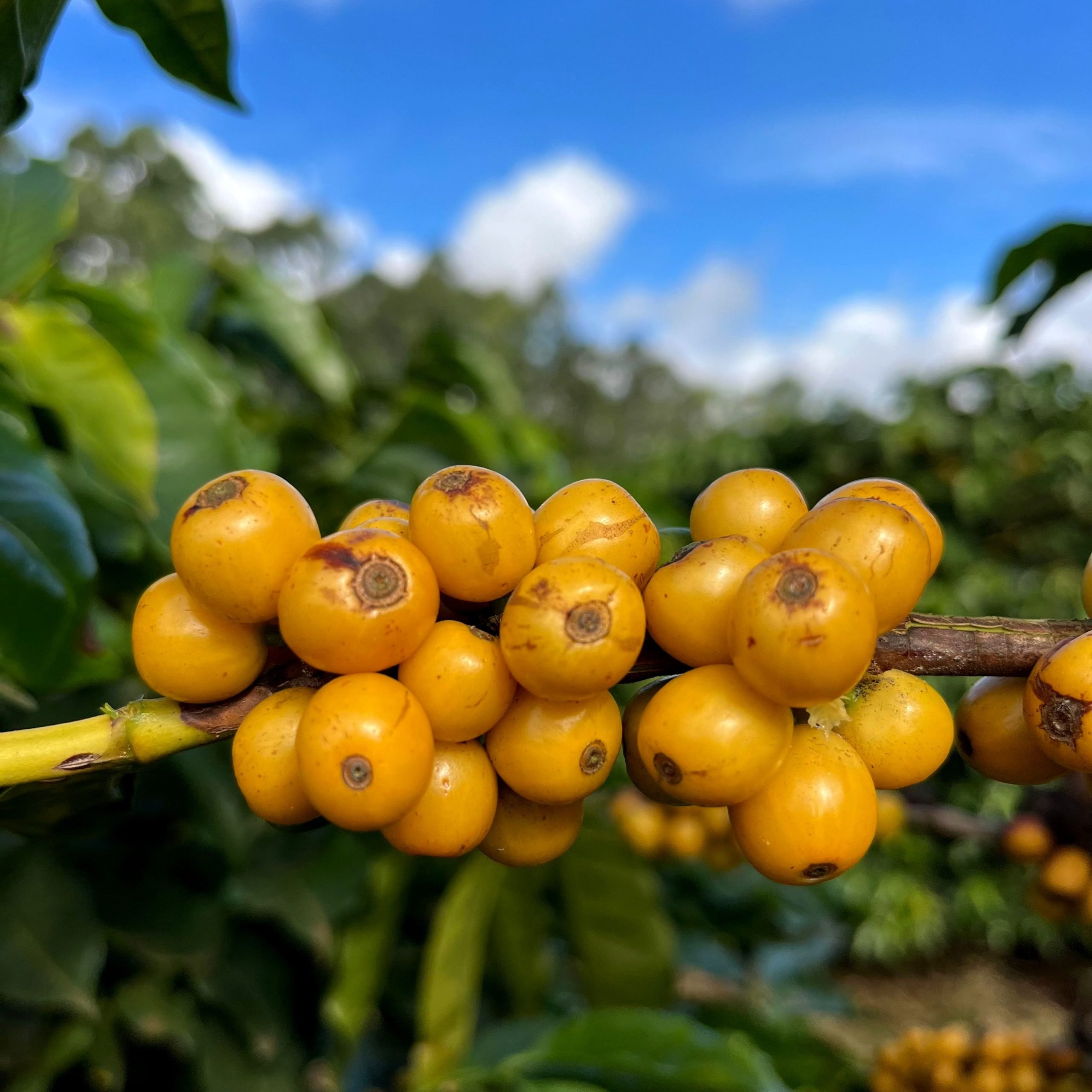 Design sem nome – 1