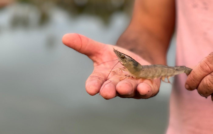 Foto-Shutterstock-editado