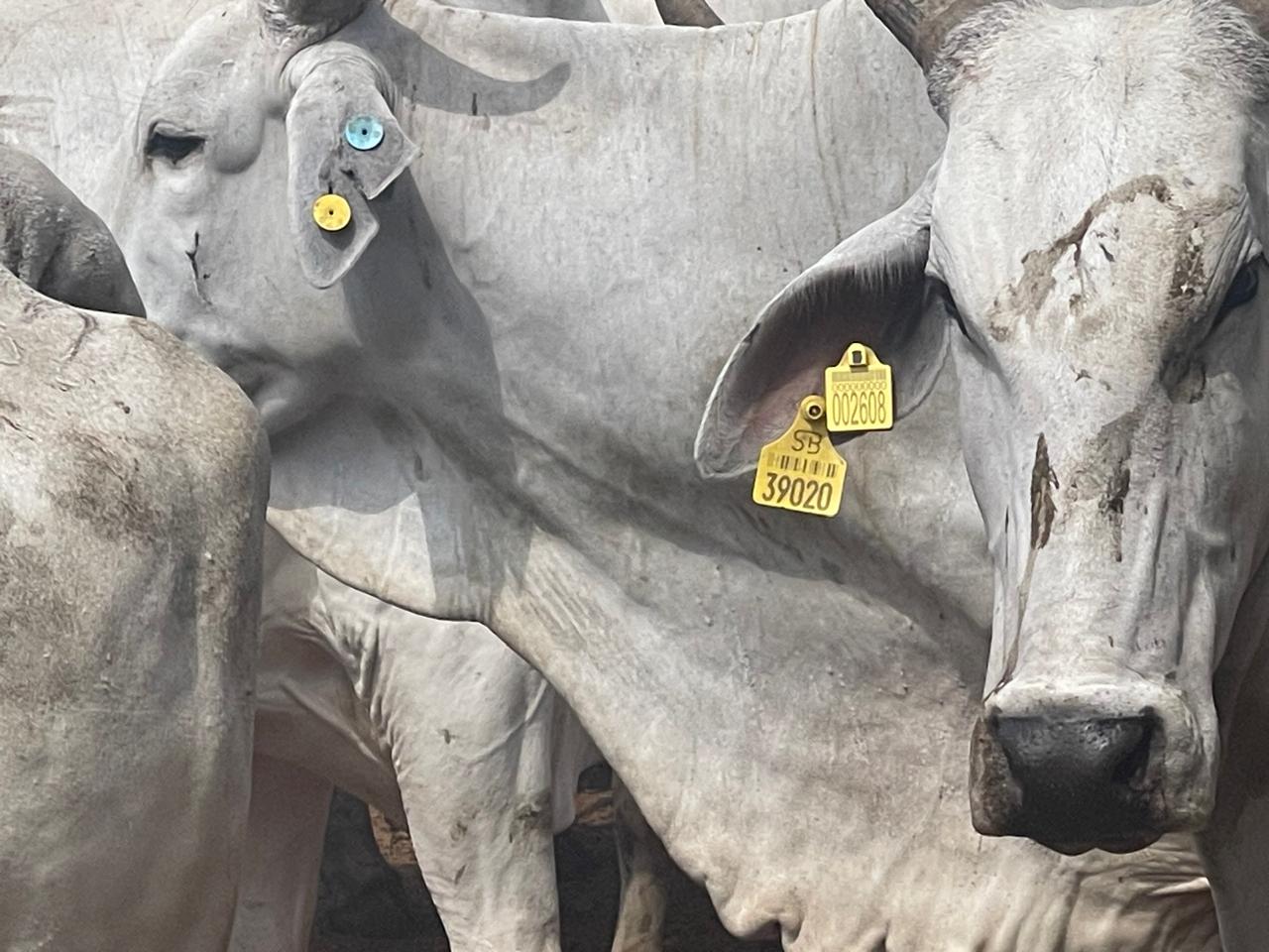 Imagem do WhatsApp de 2025-11-19 à(s) 10.09.46_1c59d333