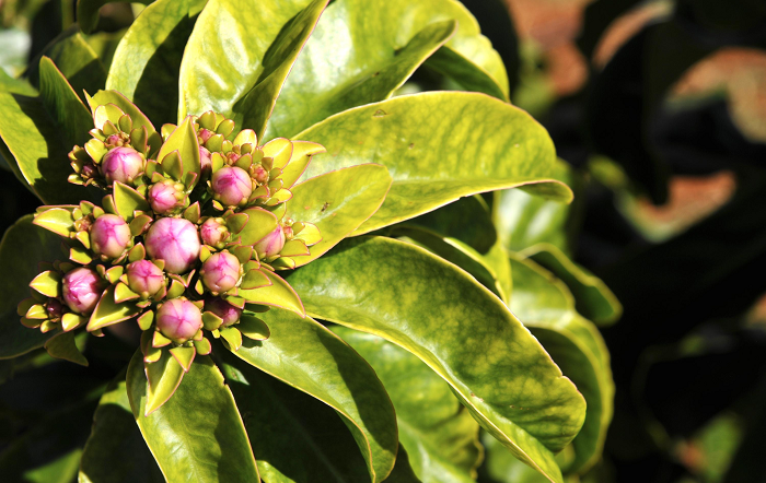 Patrícia da Silva Dias-editado