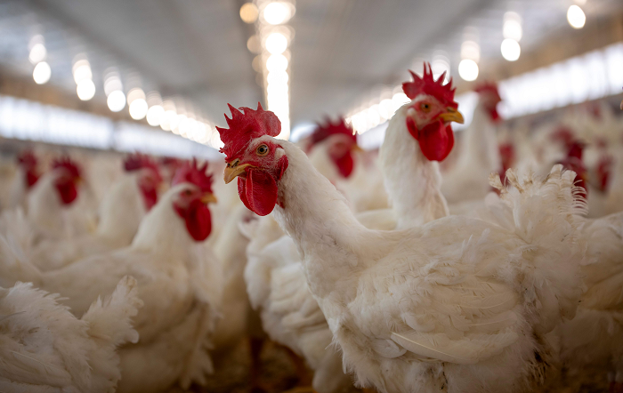 Poultry, Simmons-editado