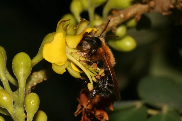 Abelha-Melipona-subnitida-em-flor-de-Libidibia-ferrea-Foto-Michael-Hrncir