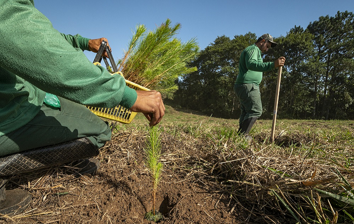 Plantio üguia Florestal – Zig Koch-editado