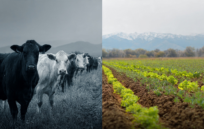 safs-divulgação-editado