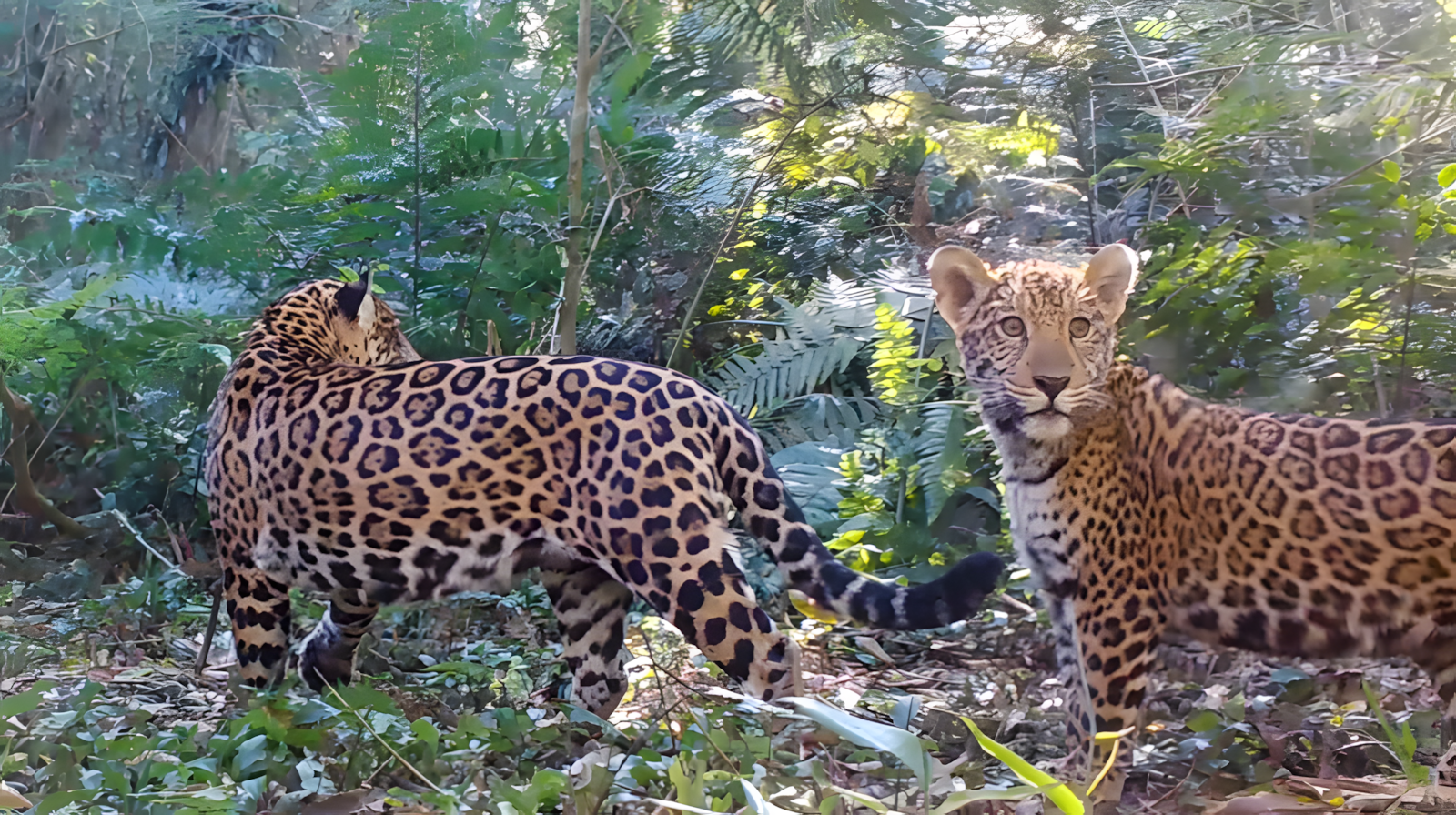 57311_upscayl_2x_upscayl-standard-4x