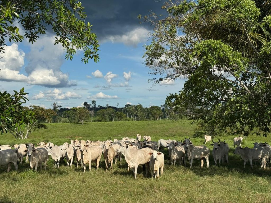 Descarte-femeas-2-1024×768