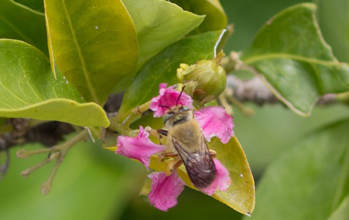 Flores da aceroleira são visitadas por abelhas do gênero Centris, que utilizam os óleos florais na construção de ninhos e na alimentação das larvas – Photo_ Magnus Deon-editado