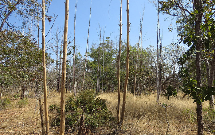 Foto-Edson Sano-editado