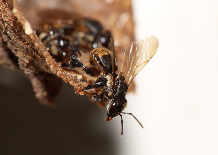 Abelha sem ferrão Embrapa