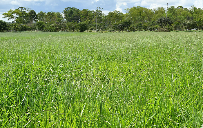 Foto- Allan Kardec Ramos-editado