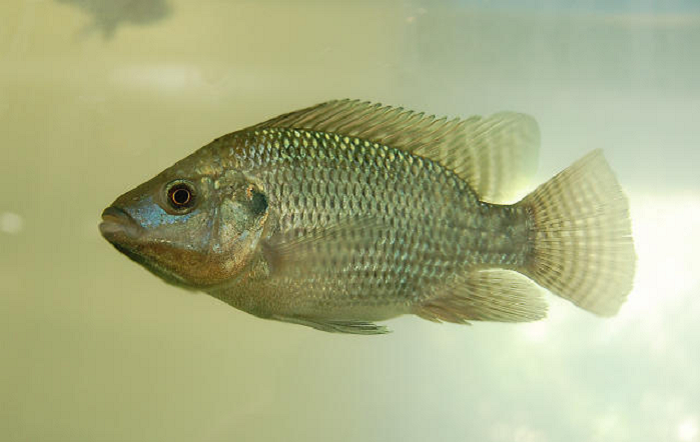 Tilápia – Photo- Gabriel Pupo Nogueira-editado