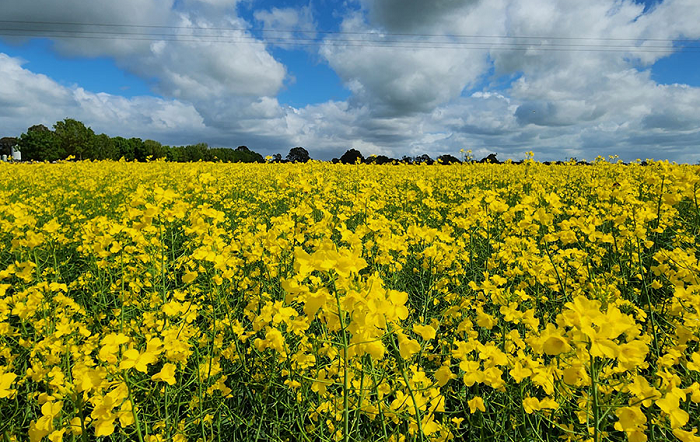 Canola tropicalizada, em apoio a rotas para biodiesel, diesel renovável e combustível sustentável de aviação , é uma das frentes do projeto. Foto-Bruno Laviola-capa