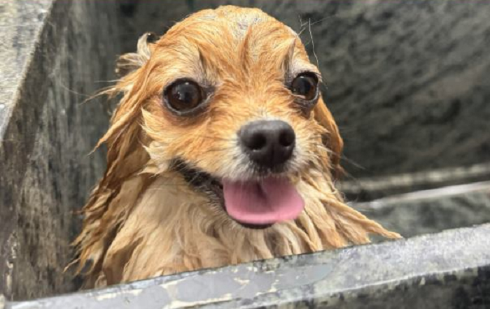 Shampoo-remove-a-barreira-de-protecao-natural-deixando-o-animal-exposto-a-inflamacoes-e-infeccoes-Divulgacao-editado