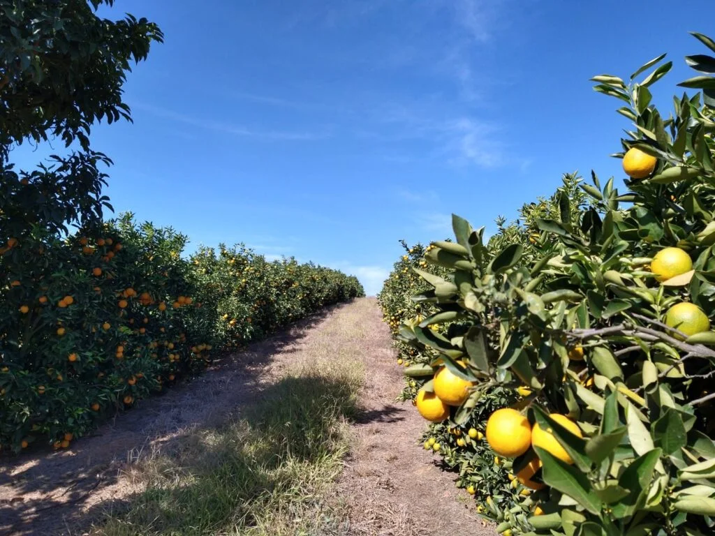 LARANJA-1-1024×768