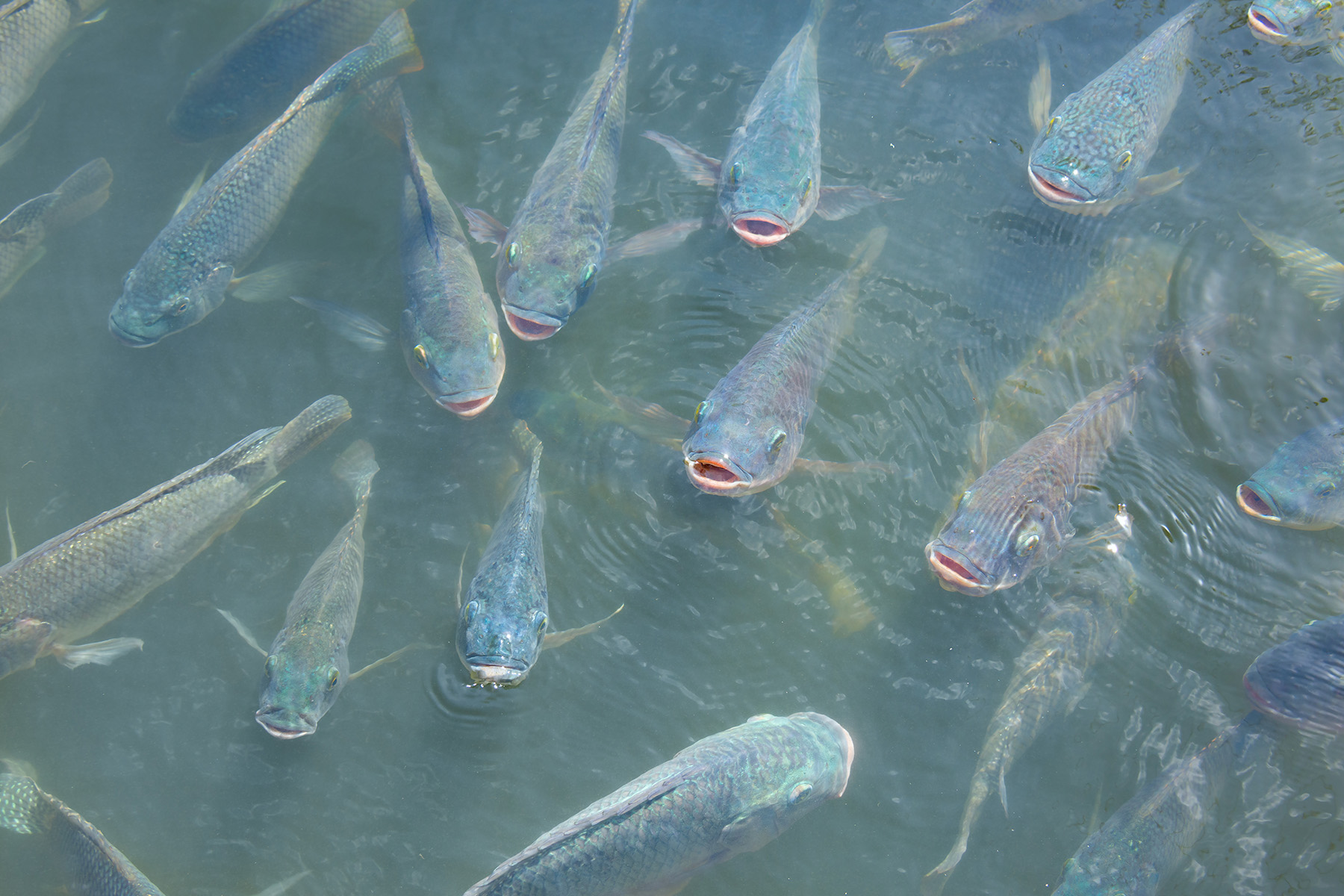 MCassab-Estresse-nos-peixes-abre-caminho-para-doencas-e-compromete-produtividade-foto-por-shutterstock