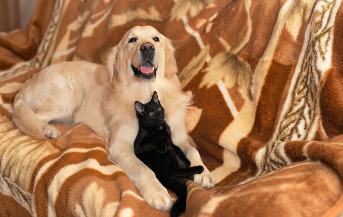 A convivência entre cães e gatos pode ser harmoniosa, mas eles pertencem a universos biológicos distintos. Imagem-Pixabay-annvsh08-capa