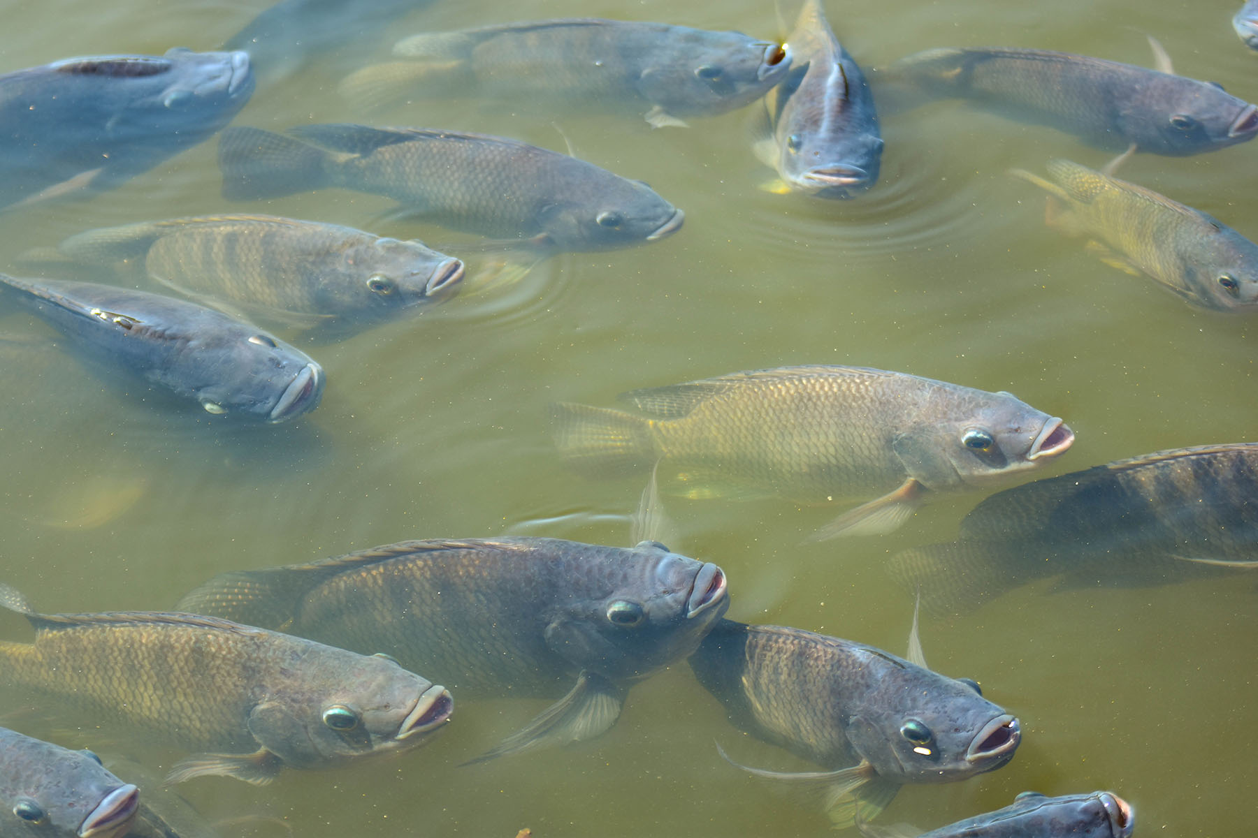 MCassab-El-Nino-muda-o-comportamento-alimentar-dos-peixes-Produtores-precisam-fazer-ajustes-na-nutricao-foto-shutterstock