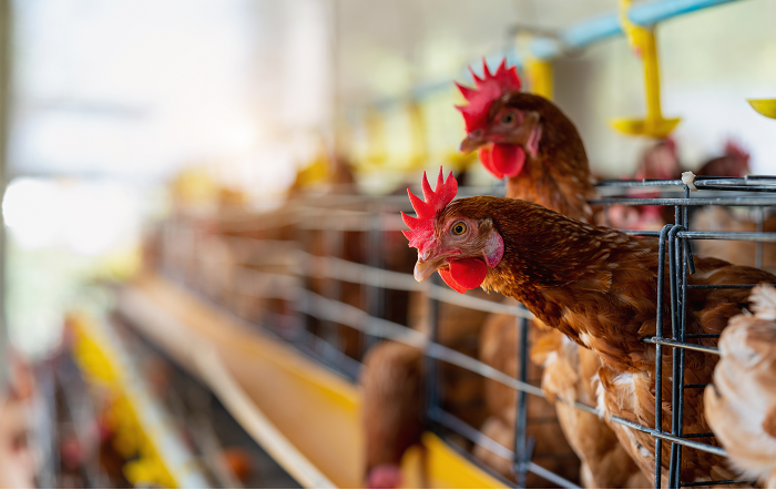hens-factory-chicken-cages-divulgação