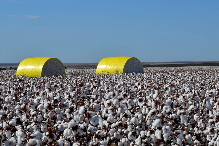 0-FT ABRE-NovosAlgodões_Sergo_Cobel_campo de algodão com fardos colhidos (1)