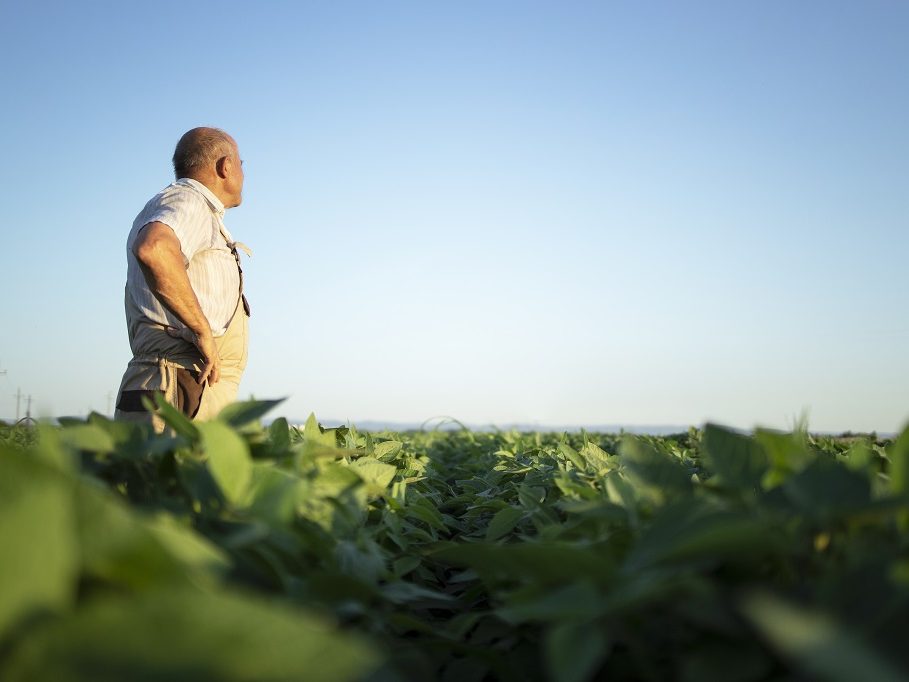 Senior farmer agronomist in soybean field overlooking and checking crops before harvest.