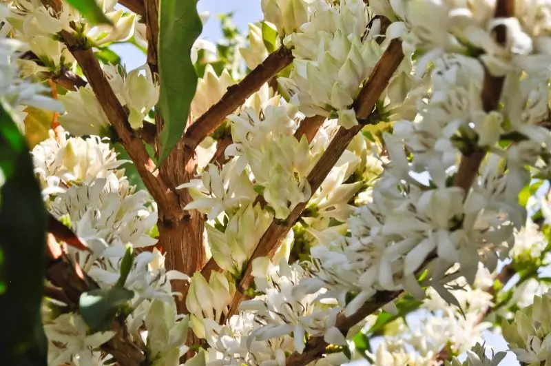 Cafe_Floracao_Fabiano_Bastos.jpg