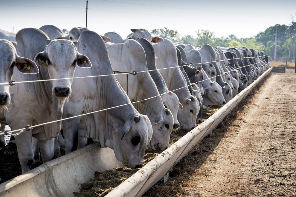Brahman cattle feeding in pallet inside the feedlot range.