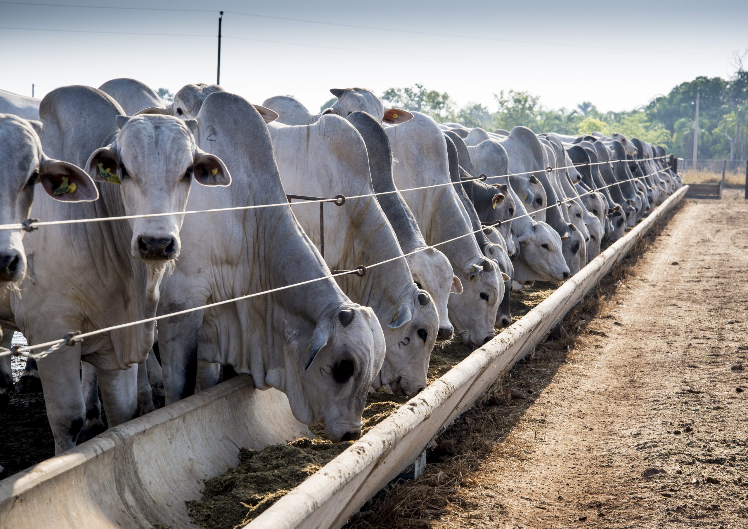 Brahman cattle feeding in pallet inside the feedlot range.