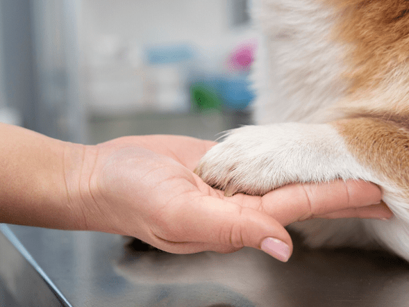 patas-pets-divulgação
